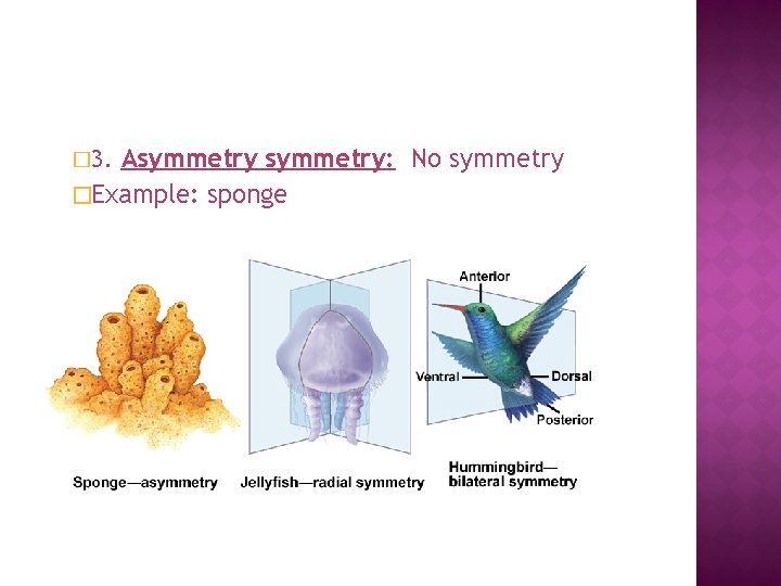 Asymmetry: No symmetry �Example: sponge � 3. 