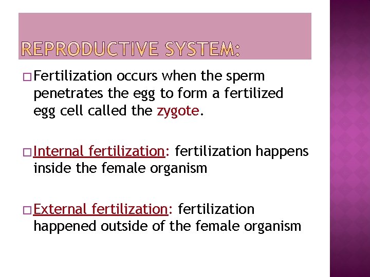 � Fertilization occurs when the sperm penetrates the egg to form a fertilized egg