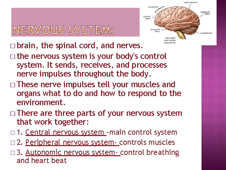 � brain, the spinal cord, and nerves. � the nervous system is your body's