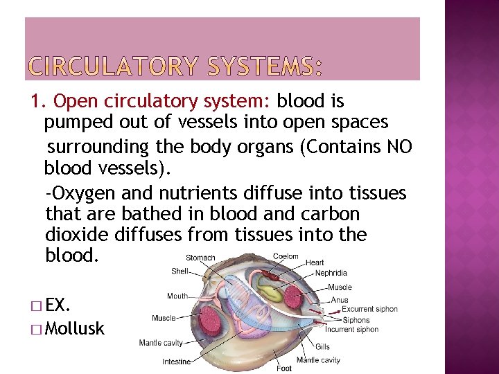 1. Open circulatory system: blood is pumped out of vessels into open spaces surrounding