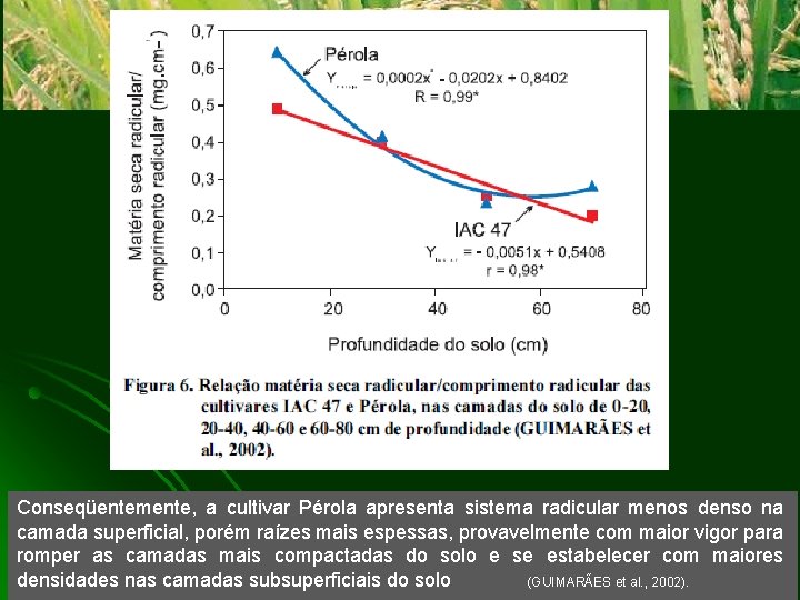 Clique para adicionar texto Conseqüentemente, a cultivar Pérola apresenta sistema radicular menos denso na