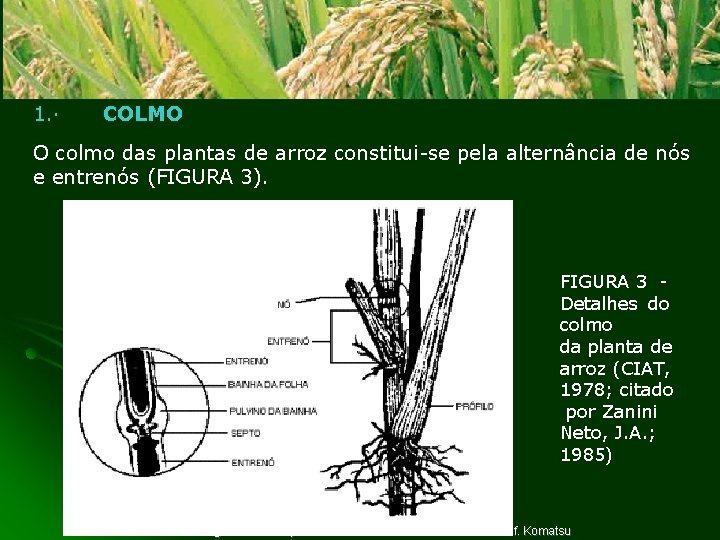 1. · COLMO O colmo das plantas de arroz constitui-se pela alternância de nós