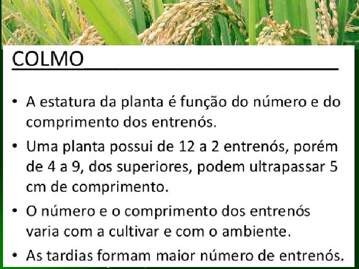 Clique para adicionar texto Faculdade Integrado de Campo Mourão Fitotecnia II Prof. Komatsu 