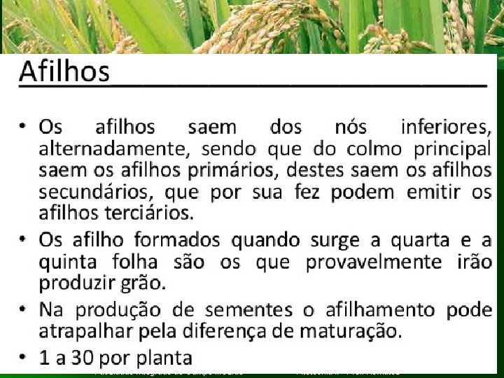 Clique para adicionar texto Faculdade Integrado de Campo Mourão Fitotecnia II Prof. Komatsu 