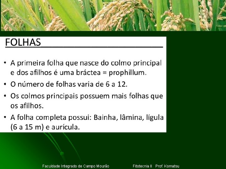 Clique para adicionar texto Faculdade Integrado de Campo Mourão Fitotecnia II Prof. Komatsu 