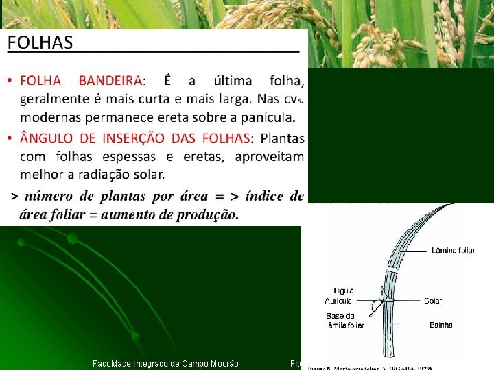 Clique para adicionar texto Faculdade Integrado de Campo Mourão Fitotecnia II Prof. Komatsu 