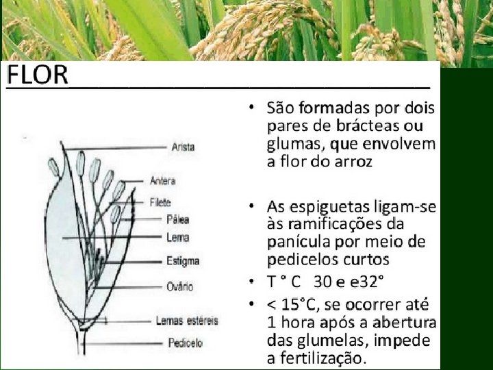 Clique para adicionar texto Faculdade Integrado de Campo Mourão Fitotecnia II Prof. Komatsu 