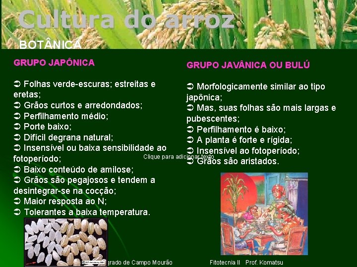 Cultura do arroz BOT NICA GRUPO JAPÔNICA GRUPO JAV NICA OU BULÚ Folhas verde-escuras;