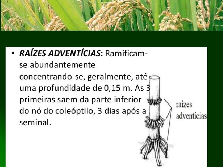 Clique para adicionar texto Faculdade Integrado de Campo Mourão Fitotecnia II Prof. Komatsu 