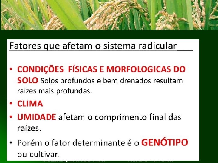 Clique para adicionar texto Faculdade Integrado de Campo Mourão Fitotecnia II Prof. Komatsu 