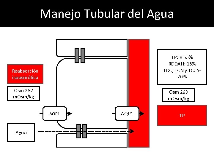 Manejo Tubular del Agua TP: R 65% RDDAH: 15% TDC, TCN y TC: 520%