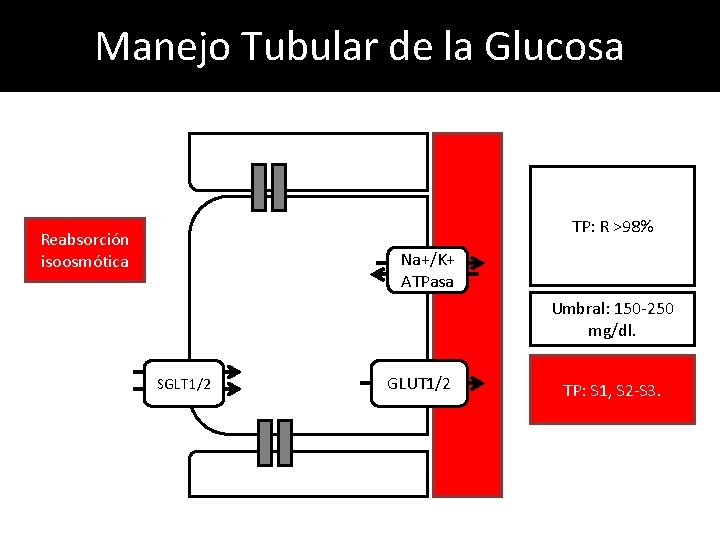 Manejo Tubular de la Glucosa TP: R >98% Reabsorción isoosmótica Na+/K+ ATPasa Umbral: 150