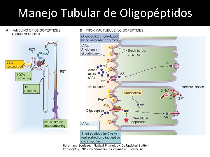 Manejo Tubular de Oligopéptidos 