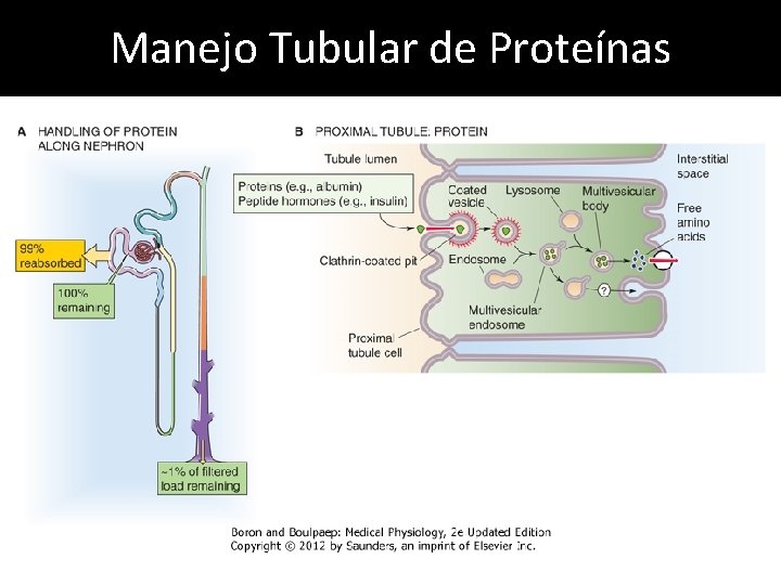 Manejo Tubular de Proteínas 