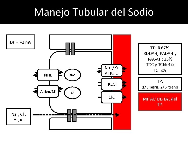 Manejo Tubular del Sodio DP = +2 m. V NHE Na+/K+ ATPasa KCC Anión/Cl-