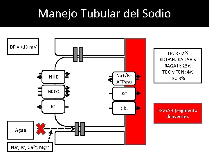 Manejo Tubular del Sodio DP = +10 m. V NHE Na+/K+ ATPasa NKCC KC