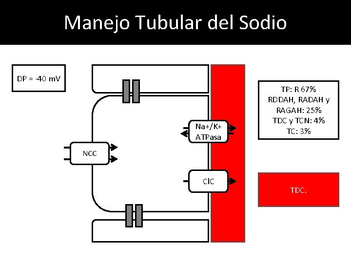 Manejo Tubular del Sodio DP = -40 m. V Na+/K+ ATPasa TP: R 67%