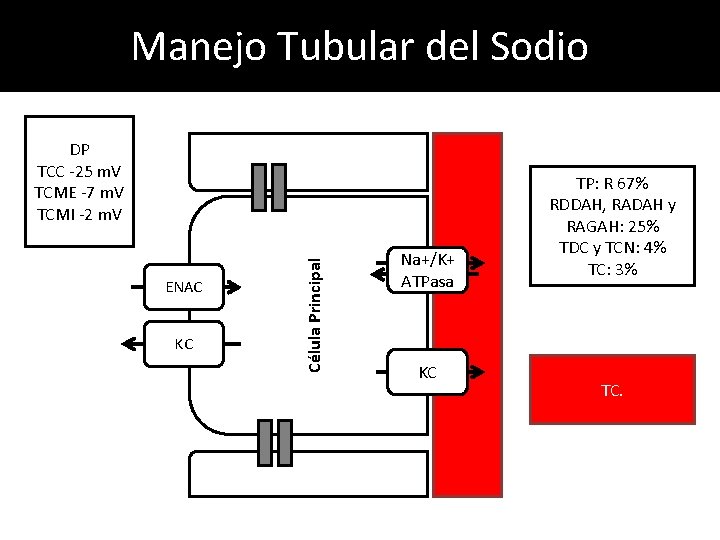 Manejo Tubular del Sodio ENAC KC Célula Principal DP TCC -25 m. V TCME