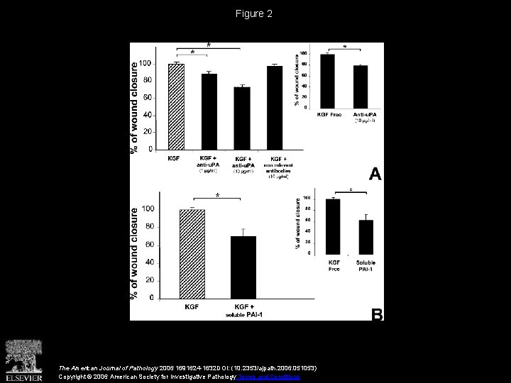 Figure 2 The American Journal of Pathology 2006 1691624 -1632 DOI: (10. 2353/ajpath. 2006.