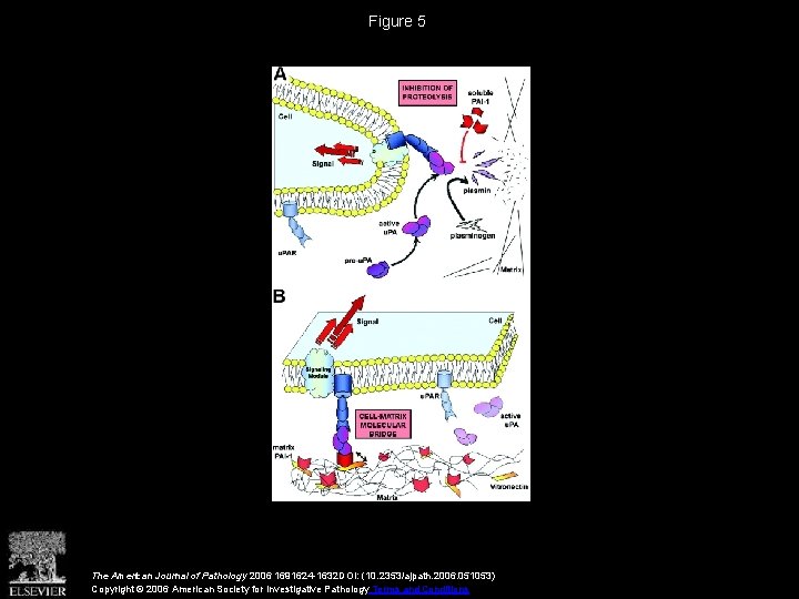 Figure 5 The American Journal of Pathology 2006 1691624 -1632 DOI: (10. 2353/ajpath. 2006.