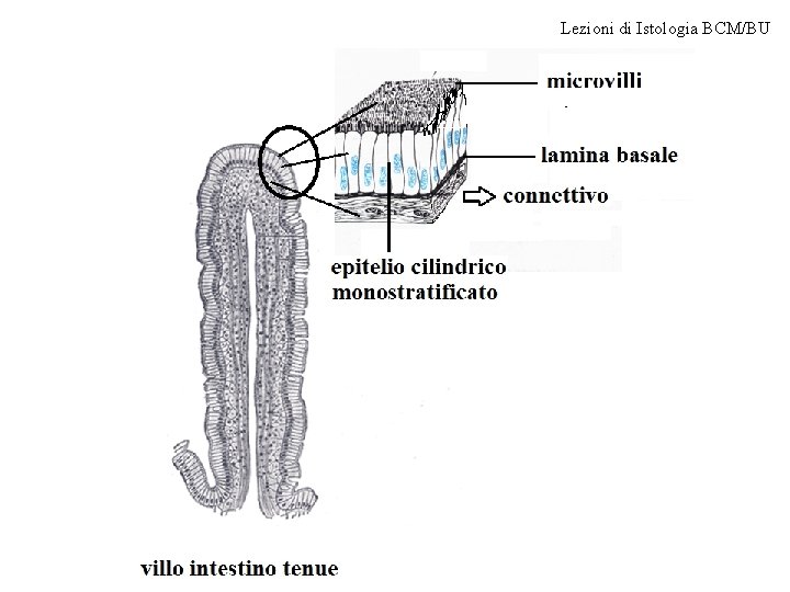 Lezioni di Istologia BCM/BU Villo intestinale (tenue) 