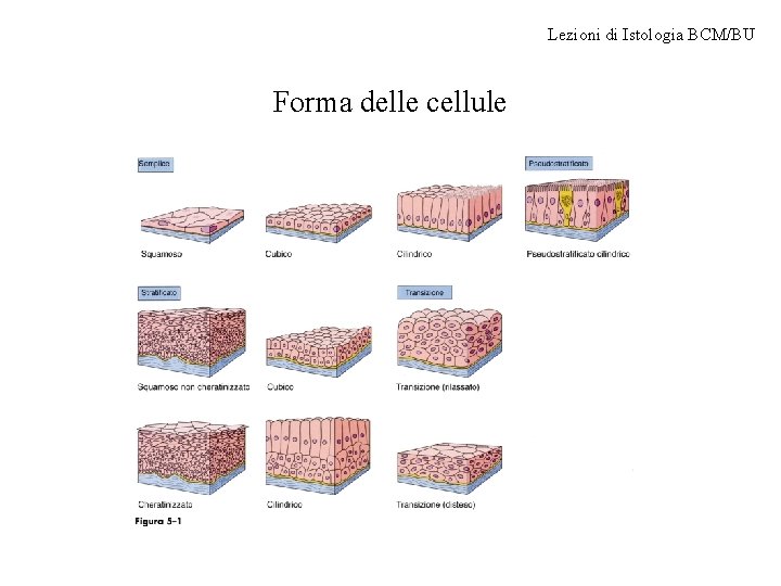 Lezioni di Istologia BCM/BU Forma delle cellule 