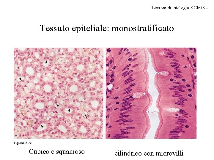 Lezioni di Istologia BCM/BU Tessuto epiteliale: monostratificato Cubico e squamoso cilindrico con microvilli 