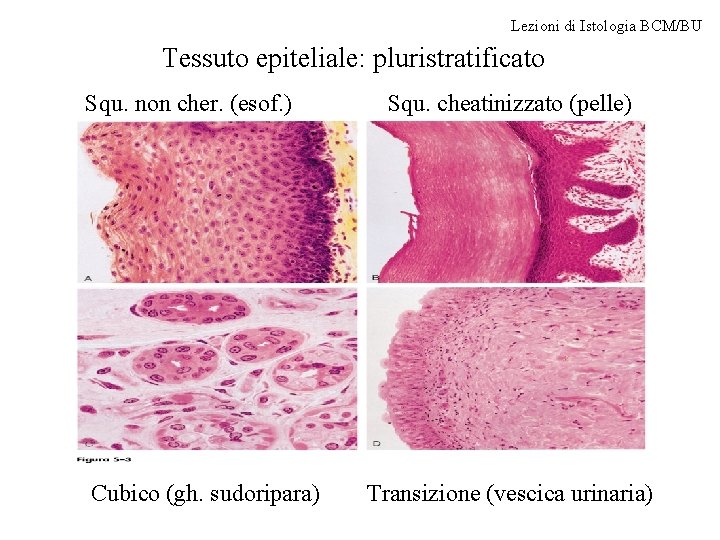 Lezioni di Istologia BCM/BU Tessuto epiteliale: pluristratificato Squ. non cher. (esof. ) Cubico (gh.