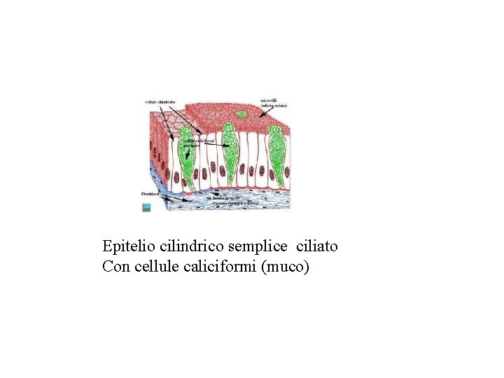 Epitelio cilindrico semplice ciliato Con cellule caliciformi (muco) 