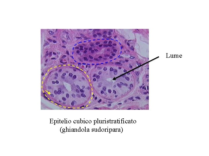 Lume Epitelio cubico pluristratificato (ghiandola sudoripara) 