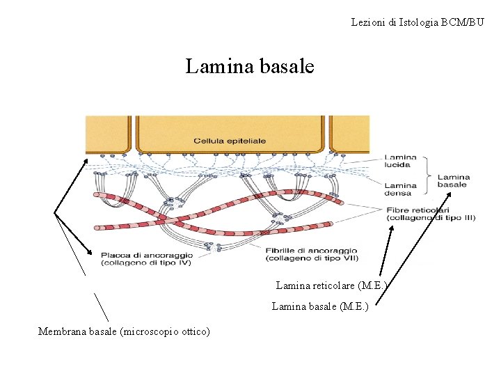 Lezioni di Istologia BCM/BU Lamina basale Lamina reticolare (M. E. ) Lamina basale (M.