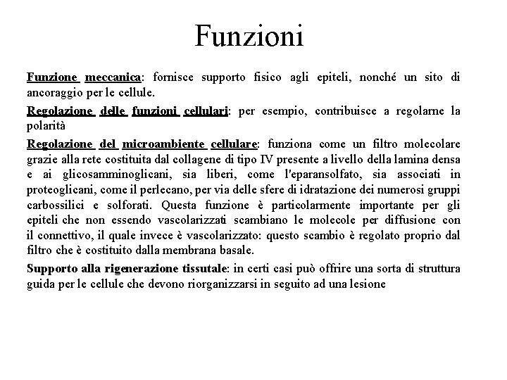 Funzioni Funzione meccanica: fornisce supporto fisico agli epiteli, nonché un sito di ancoraggio per