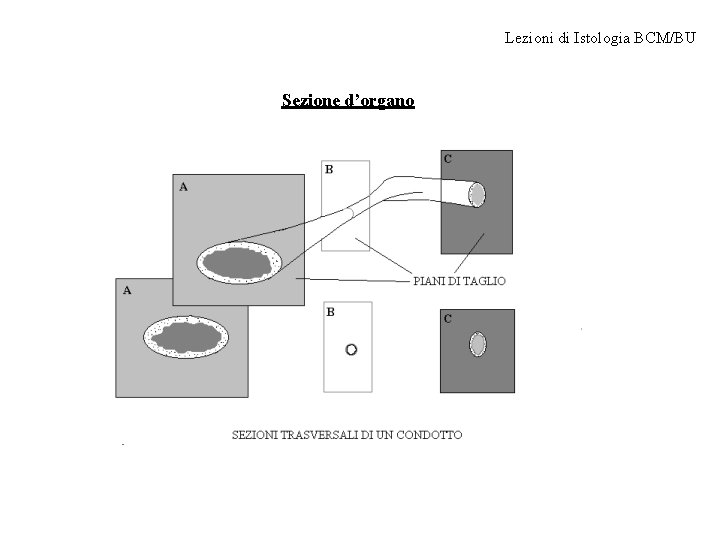 Lezioni di Istologia BCM/BU Sezione d’organo 