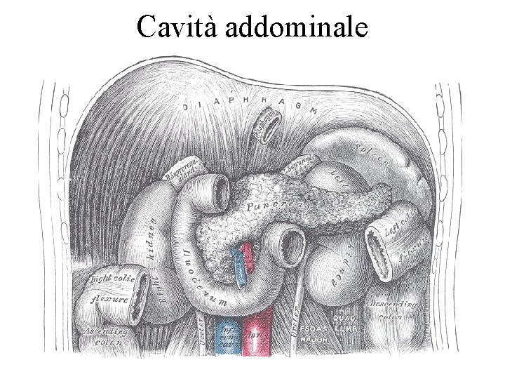 Cavità addominale 