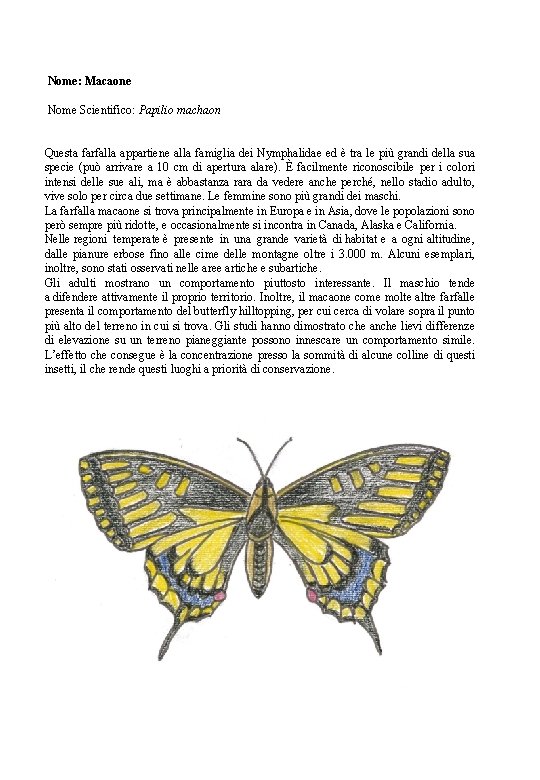 Nome: Macaone Nome Scientifico: Papilio machaon Questa farfalla appartiene alla famiglia dei Nymphalidae ed