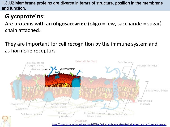 1. 3. U 2 Membrane proteins are diverse in terms of structure, position in