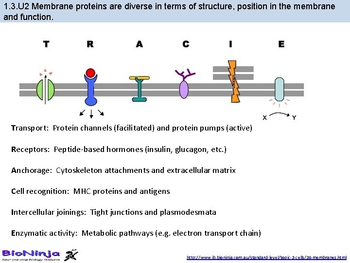 1. 3. U 2 Membrane proteins are diverse in terms of structure, position in