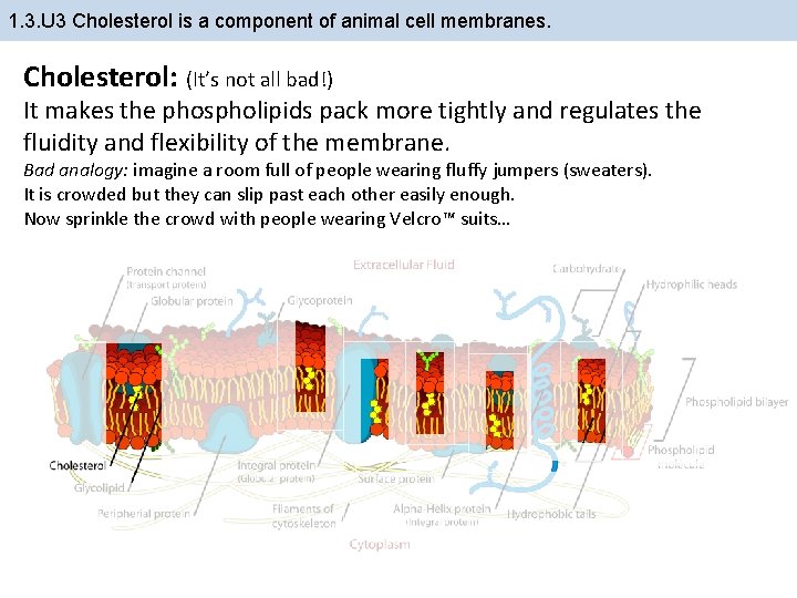 1. 3. U 3 Cholesterol is a component of animal cell membranes. Cholesterol: (It’s