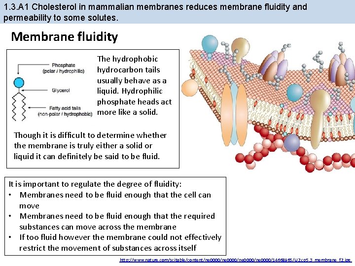 1. 3. A 1 Cholesterol in mammalian membranes reduces membrane fluidity and permeability to
