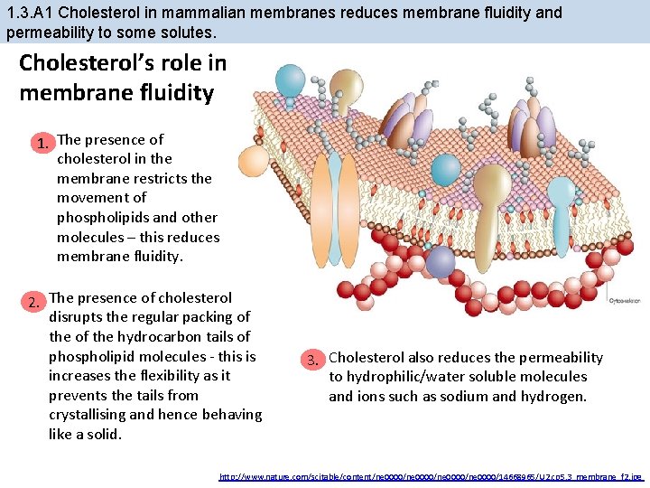 1. 3. A 1 Cholesterol in mammalian membranes reduces membrane fluidity and permeability to