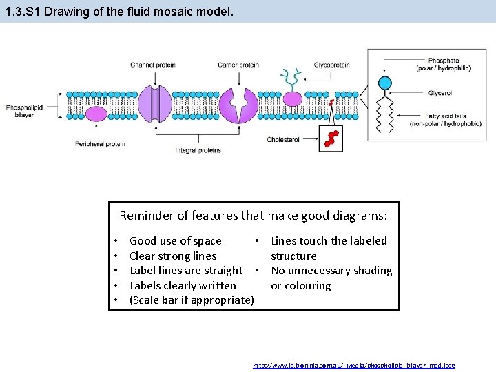 1. 3. S 1 Drawing of the fluid mosaic model. Reminder of features that