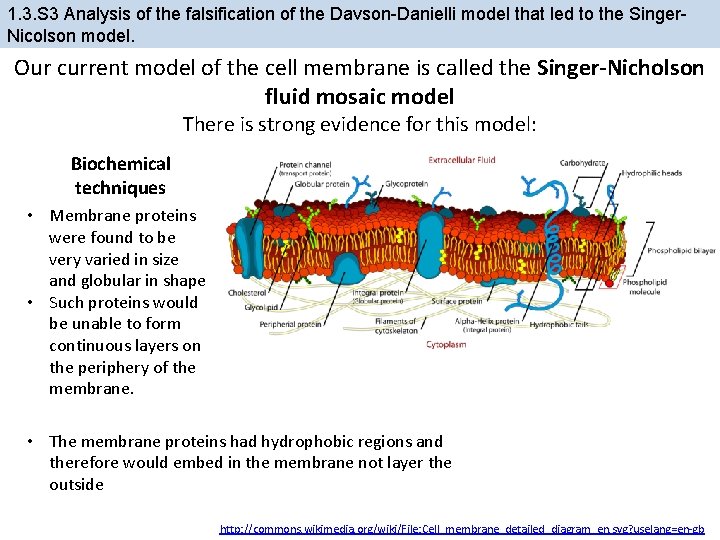 1. 3. S 3 Analysis of the falsification of the Davson-Danielli model that led