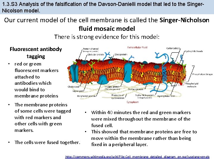 1. 3. S 3 Analysis of the falsification of the Davson-Danielli model that led