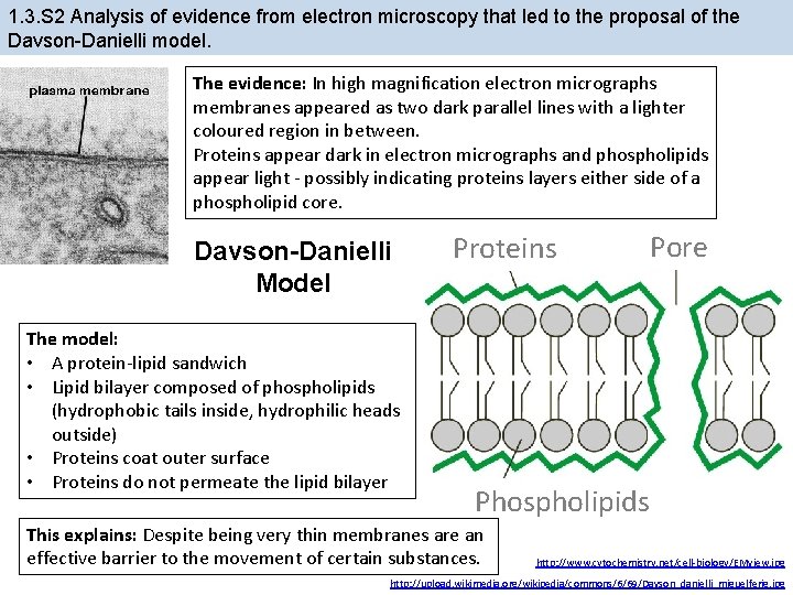 1. 3. S 2 Analysis of evidence from electron microscopy that led to the