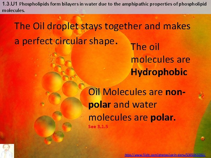 1. 3. U 1 Phospholipids form bilayers in water due to the amphipathic properties