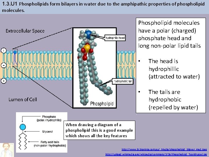 1. 3. U 1 Phospholipids form bilayers in water due to the amphipathic properties