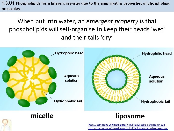 1. 3. U 1 Phospholipids form bilayers in water due to the amphipathic properties