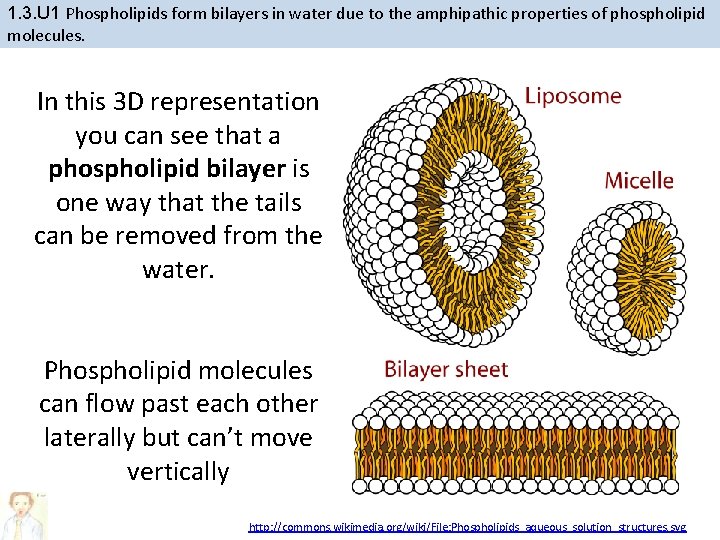 1. 3. U 1 Phospholipids form bilayers in water due to the amphipathic properties