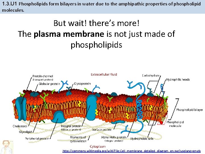 1. 3. U 1 Phospholipids form bilayers in water due to the amphipathic properties