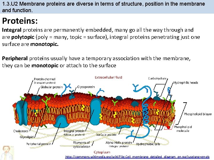 1. 3. U 2 Membrane proteins are diverse in terms of structure, position in